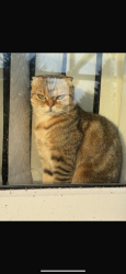 Lost Female Cat last seen sainsburys , Exhall, England CV7 9NX