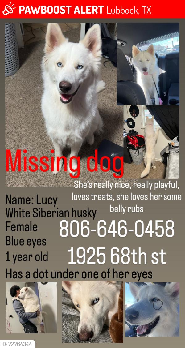 Lost Female Dog last seen Near 68th st, Lubbock, TX 79412