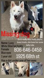 Lost Female Dog last seen Near 68th st, Lubbock, TX 79412