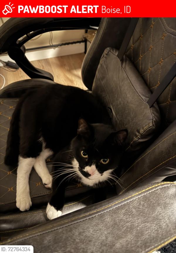 Lost Male Cat last seen Big O tires Broadway, Boise, ID 83706
