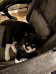 Lost Male Cat last seen Big O tires Broadway, Boise, ID 83706