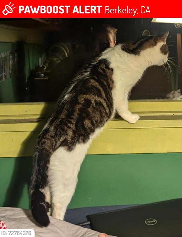 Lost Male Cat last seen Addison and Spaulding, Berkeley, CA 94703