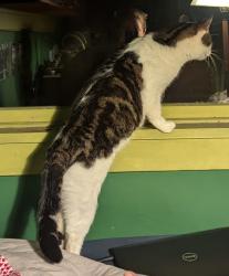 Lost Male Cat last seen Addison and Spaulding, Berkeley, CA 94703