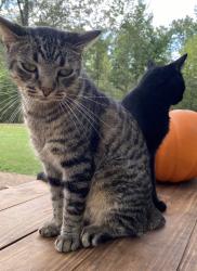 Lost Male Cat last seen Hewlett drive, Williston, TN 38076