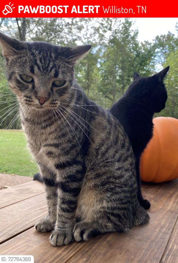 Lost Male Cat last seen Hewlett drive, Williston, TN 38076