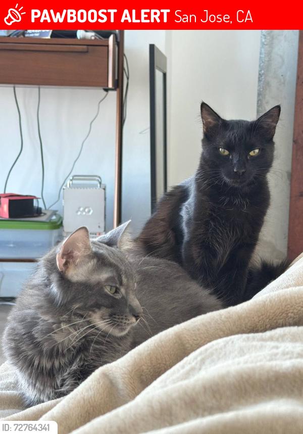 Lost Male Cat last seen Redcliff dr, San Jose, CA 95118