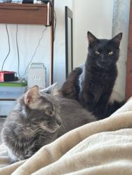 Lost Male Cat last seen Redcliff dr, San Jose, CA 95118