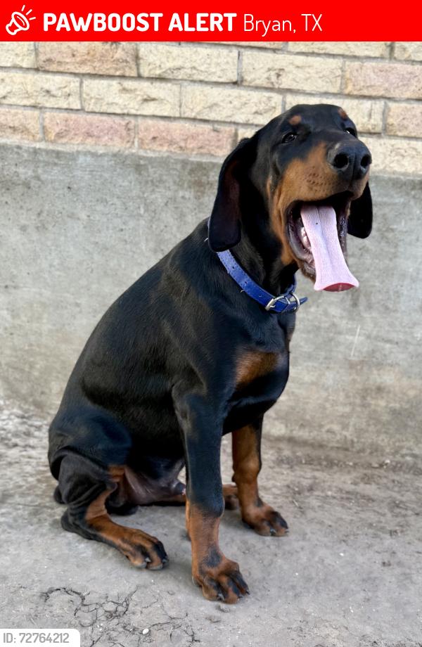 Lost Male Dog last seen Midtown Park entrance, Bryan, TX 77801