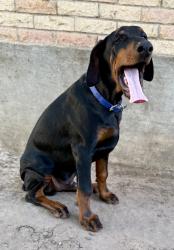 Lost Male Dog last seen Midtown Park entrance, Bryan, TX 77801