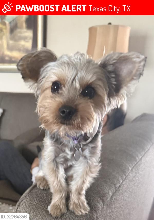 Lost Female Dog last seen College Ave, Auburn Rd, College of the Mainland , Texas City, TX 77591