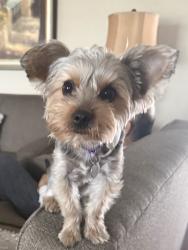 Lost Female Dog last seen College Ave, Auburn Rd, College of the Mainland , Texas City, TX 77591