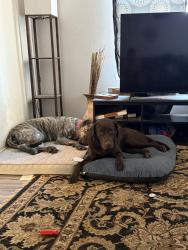 Lost Male Dog last seen Reno and Westminster , Midwest City, OK 73130