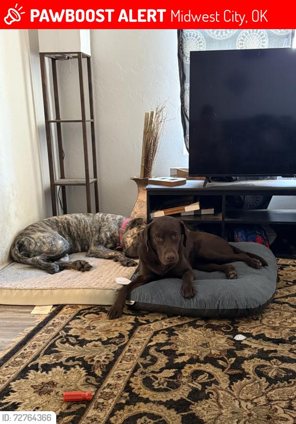 Lost Male Dog last seen Reno and Westminster , Midwest City, OK 73130