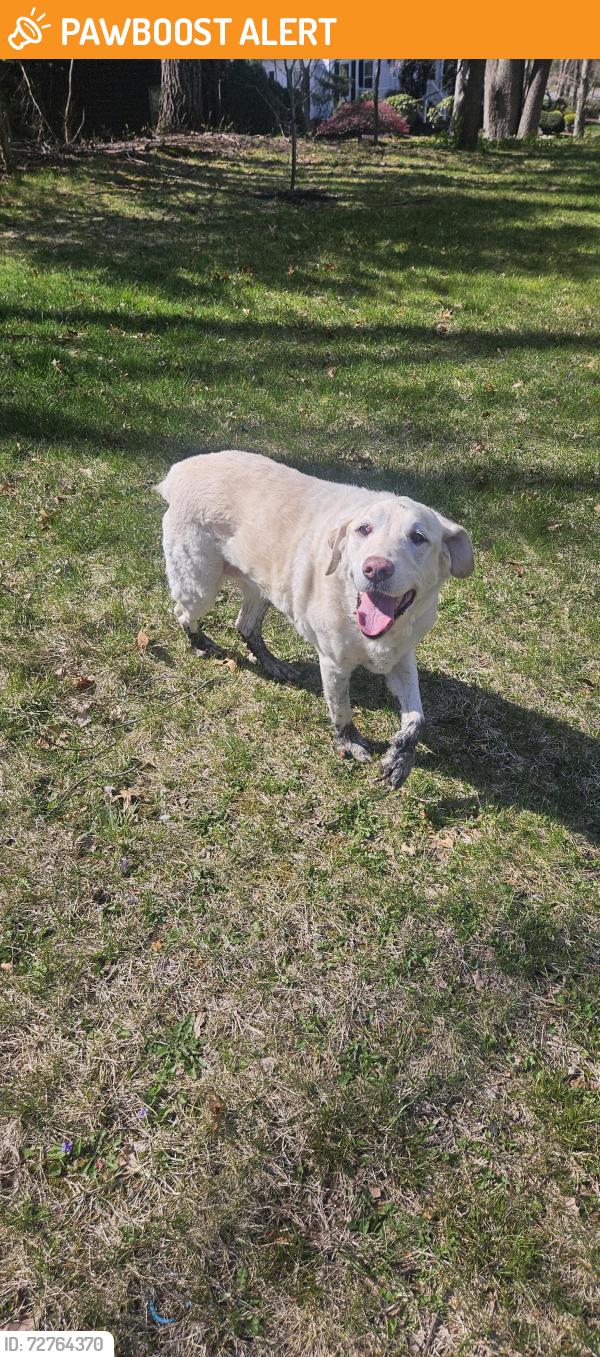 Found/Stray Unknown Dog last seen Silver Birch Ct. Monmouth Junction, South Brunswick Township, NJ 08852