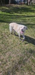Found/Stray Unknown Dog last seen Silver Birch Ct. Monmouth Junction, South Brunswick Township, NJ 08852