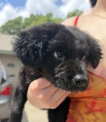 Found/Stray Female Dog last seen Chemin Metairie near ambassador , Lafayette Parish, LA 70592
