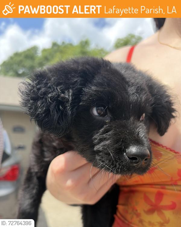 Found/Stray Female Dog last seen Chemin Metairie near ambassador , Lafayette Parish, LA 70592