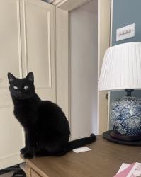 Lost Female Cat last seen just outside of Grayswood on Grayswood Road (the garden centre side) , Grayswood, England GU27 2DJ