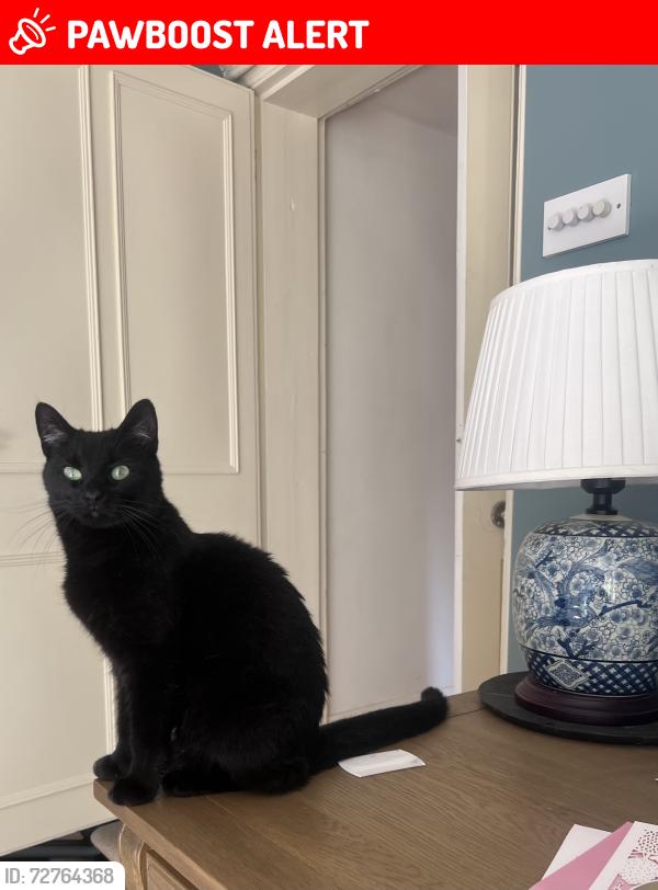 Lost Female Cat last seen just outside of Grayswood on Grayswood Road (the garden centre side) , Grayswood, England GU27 2DJ