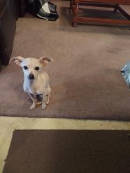 Found/Stray Female Dog last seen Hidden Valley, Houston, TX 77037
