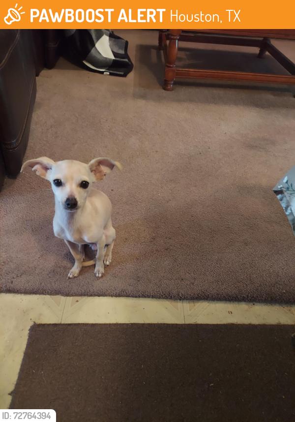 Found/Stray Female Dog last seen Hidden Valley, Houston, TX 77037