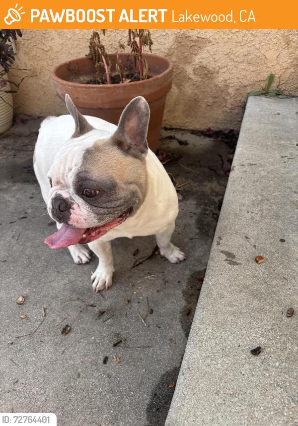 Found/Stray Male Dog last seen Flangel and obispo, Lakewood, CA 90712