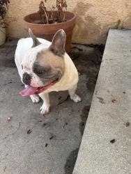 Found/Stray Male Dog last seen Flangel and obispo, Lakewood, CA 90712
