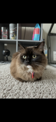 Lost Female Cat last seen Snuck out the front door last seen in the kendrick apmt complex , Atlanta, GA 30324