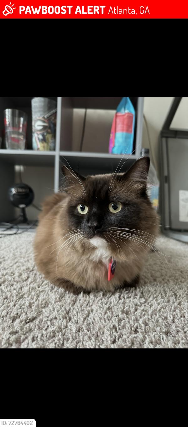 Lost Female Cat last seen Snuck out the front door last seen in the kendrick apmt complex , Atlanta, GA 30324