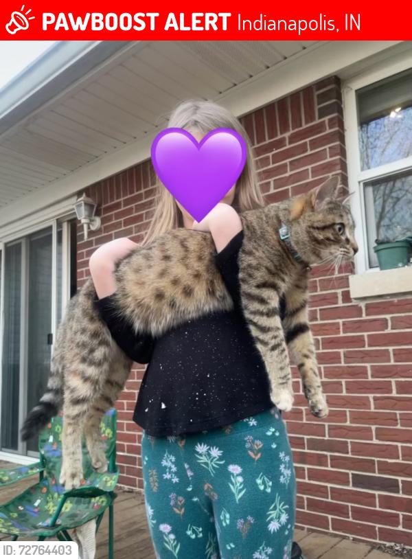 Lost Female Cat last seen Sherman and Stop 11, Indianapolis, IN 46237
