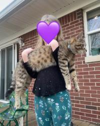 Lost Female Cat last seen Sherman and Stop 11, Indianapolis, IN 46237