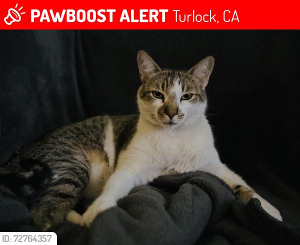 Lost Male Cat last seen Walnut , Turlock, CA 95382