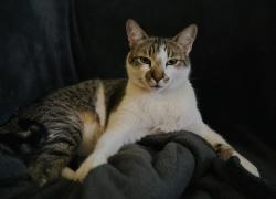 Lost Male Cat last seen Walnut , Turlock, CA 95382