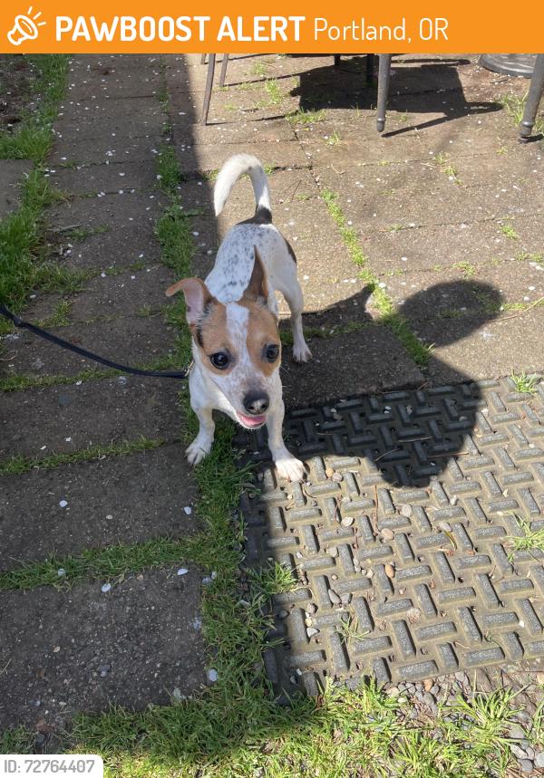 Found/Stray Female Dog last seen 54th NE Stanton , Portland, OR 97212