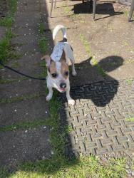 Found/Stray Female Dog last seen 54th NE Stanton , Portland, OR 97212
