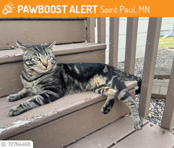 Found/Stray Male Cat last seen Ivy Ave E, Saint Paul, MN 55106