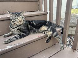 Found/Stray Male Cat last seen Ivy Ave E, Saint Paul, MN 55106