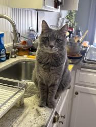 Lost Female Cat last seen Near Upper Wood Way, Burnsville, MN 55337