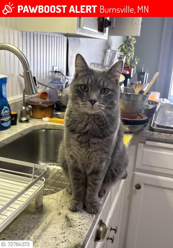 Lost Female Cat last seen Near Upper Wood Way, Burnsville, MN 55337