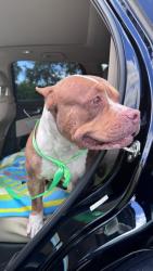 Found/Stray Female Dog last seen Near nw 95 ave, Pembroke Pines, FL 33024