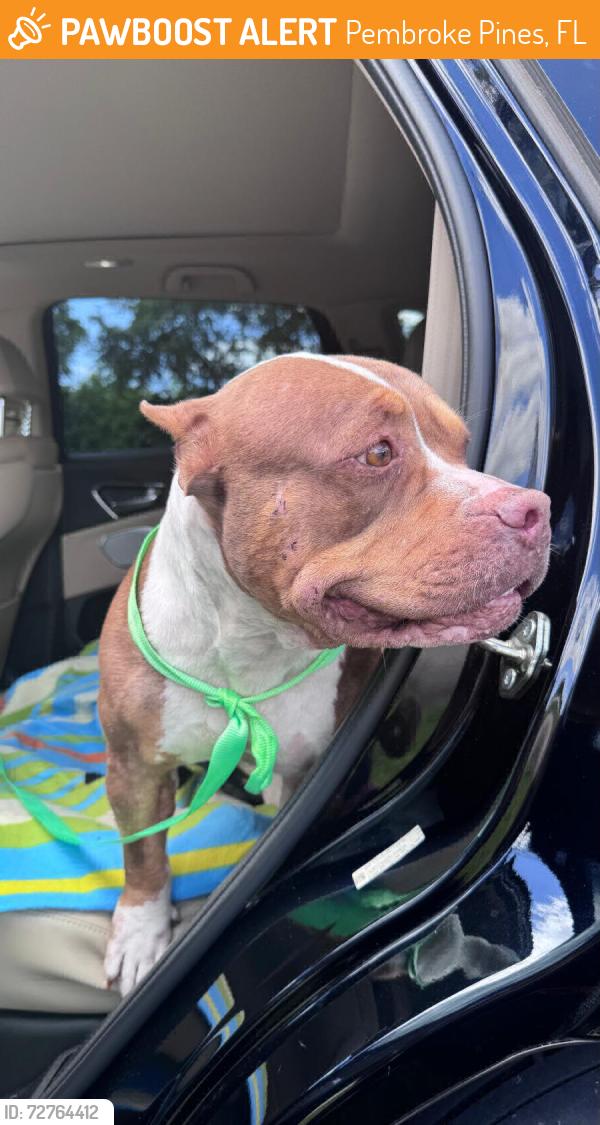 Found/Stray Female Dog last seen Near nw 95 ave, Pembroke Pines, FL 33024