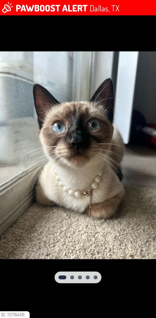 Lost Female Cat last seen Park lane and abrams , Dallas, TX 75231