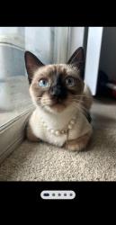 Lost Female Cat last seen Park lane and abrams , Dallas, TX 75231