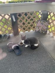 Found/Stray Female Cat last seen York, Spokane, WA 99205
