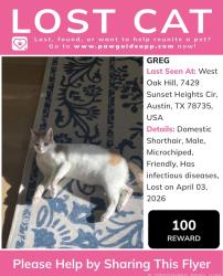 Lost Male Cat last seen sunset heights, Sunset Valley, TX 78745