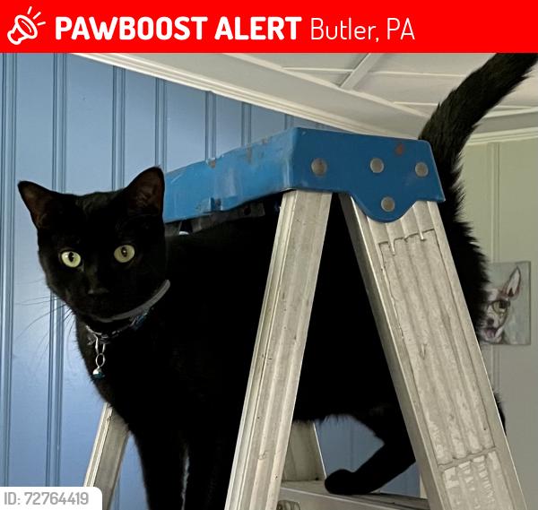 Lost Female Cat last seen Whitestown rd and S duffy rd, Butler, PA 16001