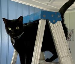 Lost Female Cat last seen Whitestown rd and S duffy rd, Butler, PA 16001