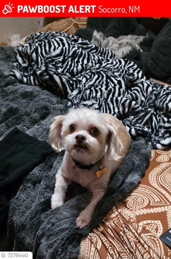 Lost Female Dog last seen Hope Farms Road , Socorro, NM 87801