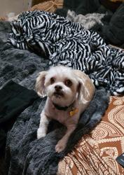 Lost Female Dog last seen Hope Farms Road , Socorro, NM 87801
