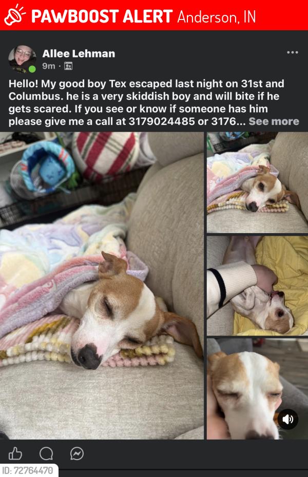 Lost Male Dog last seen Columbus , Anderson, IN 46016